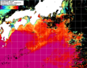 NOAA人工衛星画像:黒潮域, 1日合成画像(2024/07/19UTC)
