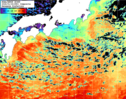 NOAA人工衛星画像:黒潮域, 1日合成画像(2026/01/24UTC)
